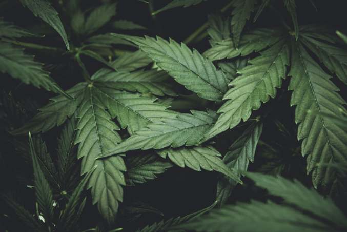 Der Entourage Effekt