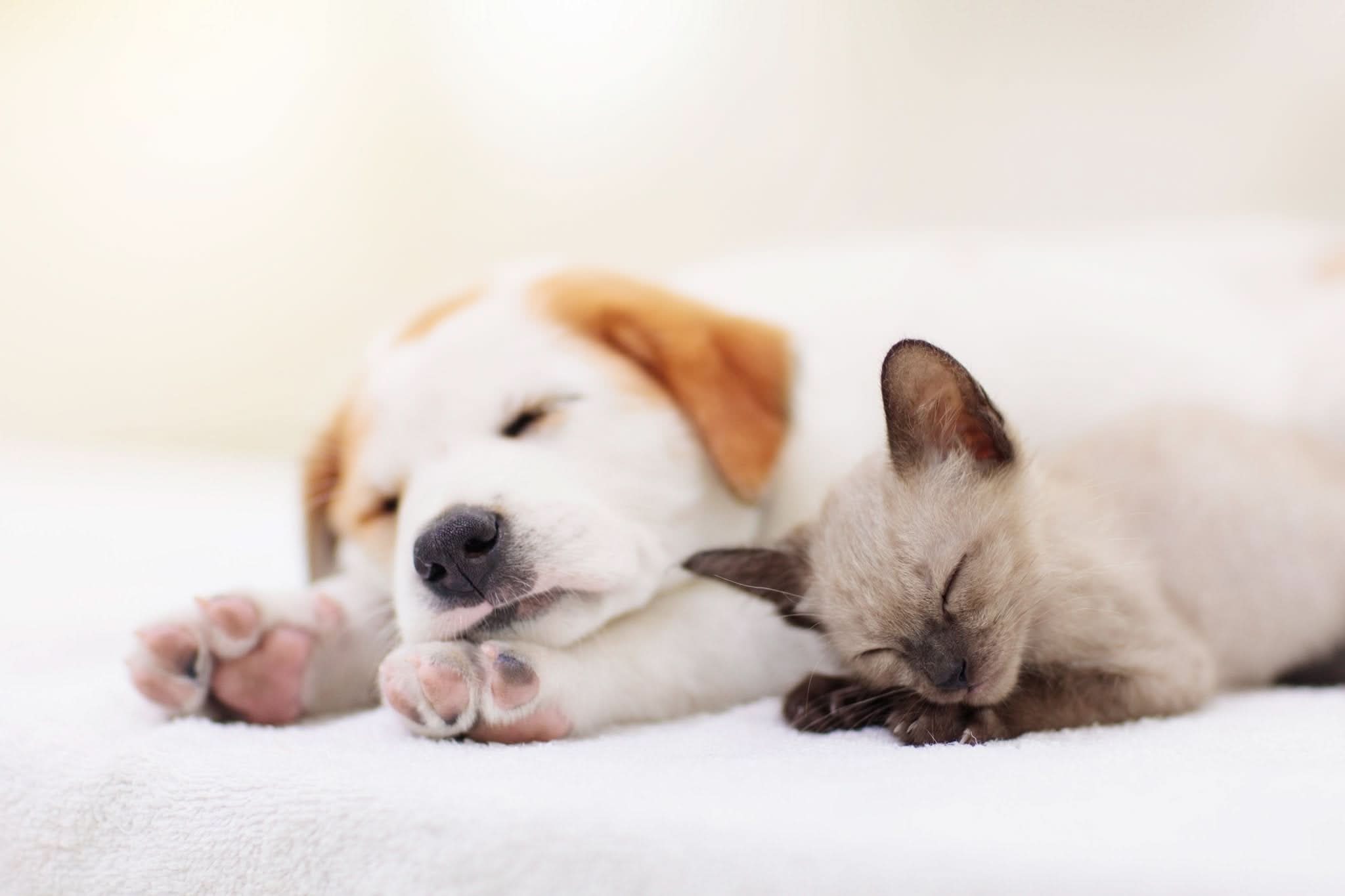 Bill & Coo by ROOT - BC Powder Pack - 10% Preisvorteil